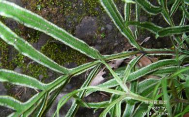 Pteris multifida 鳳尾蕨