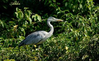 Ardea cinerea jouyi Clark, 1907 蒼鷺