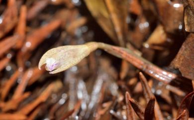 Nervilia alishanensis T.C.Hsu, S.W.Chung & C.M.Kuo 阿里山脈葉蘭