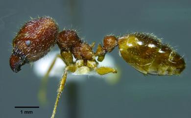 Pheidole formosensis Forel, 1913 大林大頭家蟻