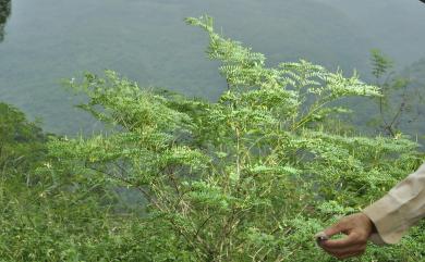 Indigofera galegoides 假大青藍