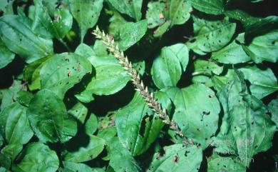 Plantago asiatica L. 車前草