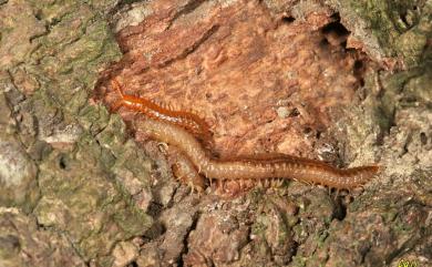 Orphnaeus brevilabiatus (Newport, 1845)