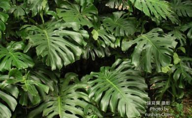 Monstera deliciosa Liebm. 龜背芋