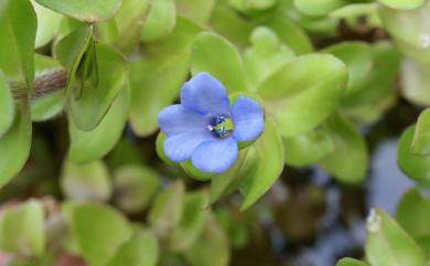 Bacopa caroliniana 卡羅萊納過長沙