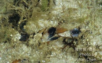 Modiolus auriculatus (Krauss, 1848) 雲雀殼菜蛤