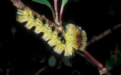 Palirisa cervina formosana Matsumura, 1931 黑胸帶蛾
