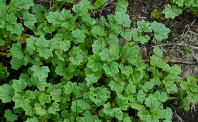 Malva cathayensis 華錦葵