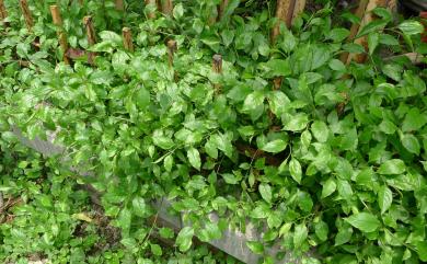 Plumbago zeylanica 烏面馬