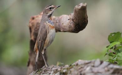 Luscinia svecica svecica (Linnaeus, 1758) 藍喉歌鴝