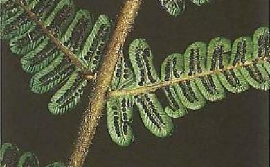 Cyclogramma auriculata 耳羽鉤毛蕨