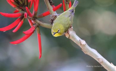 Zosterops japonicus Temminck & Schlegel, 1847 日菲繡眼