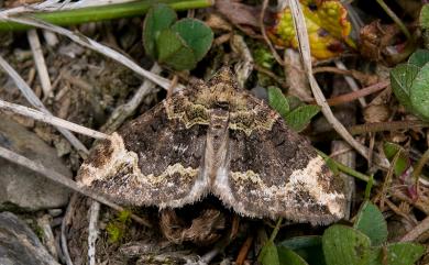 Xanthorhoe cybele Prout, 1931