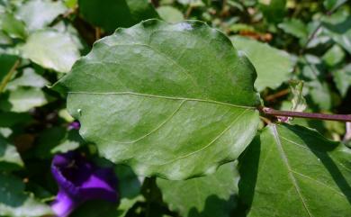 Thunbergia erecta 立鶴花