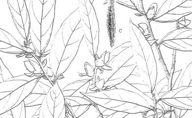 Diospyros eriantha 軟毛柿