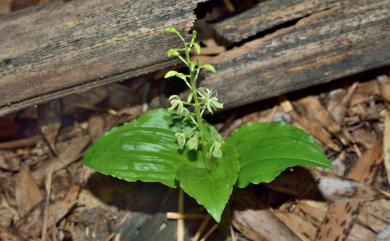 Liparis barbata 鬚唇羊耳蒜