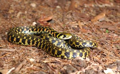 Rhabdophis tigrinus formosanus (Maki, 1931) 虎斑頸槽蛇臺灣亞種