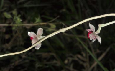 Argyreia formosana 鈍葉朝顏