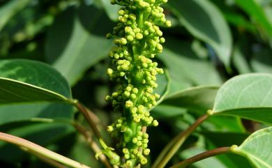 Triadica cochinchinensis Lour. 白桕
