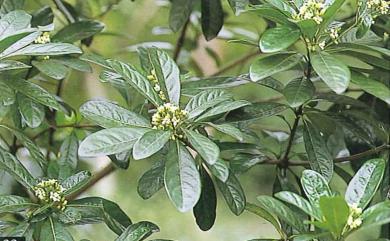 Pittosporum moluccanum 蘭嶼海桐