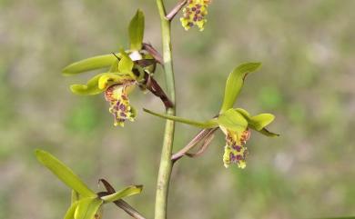 Cymbidium faberi 九華蘭