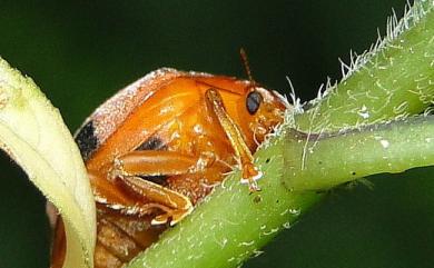 Epilachna sauteri (Weise, 1923) 八仙黑斑瓢蟲