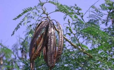 Leucaena leucocephala 銀合歡