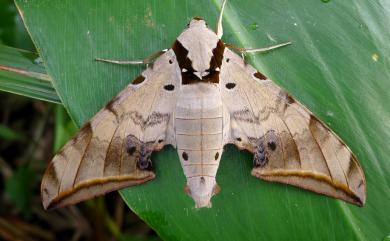 Ambulyx sericeipennis Butler, 1875 臺灣鷹翅天蛾