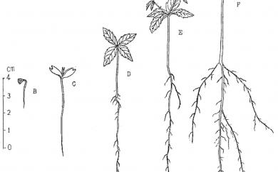 Zelkova serrata (Thunb.) Makino 櫸