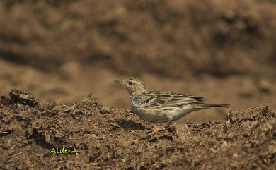 Anthus cervinus (Pallas, 1811) 赤喉鷚