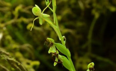 Habenaria iyoensis 岩坡玉鳳蘭