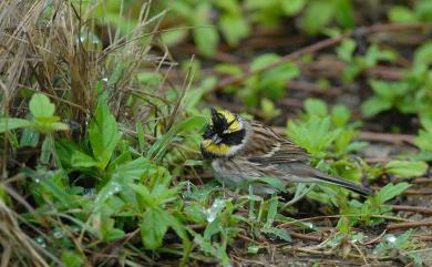 Emberiza elegans Temminck, 1836 黃喉鵐