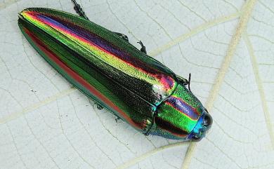Chrysochroa fulgidissima fulgidissima 彩豔吉丁蟲