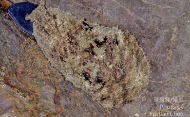 Dolabella auricularia (Lightfoot, 1786) 龍骨海鹿