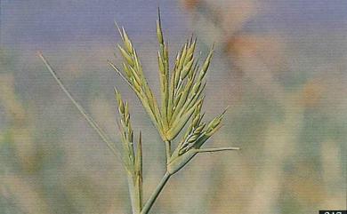 Spinifex littoreus 濱刺草