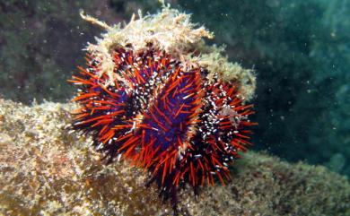 Tripneustes gratilla Linnaeus, 1758 白棘三列海膽
