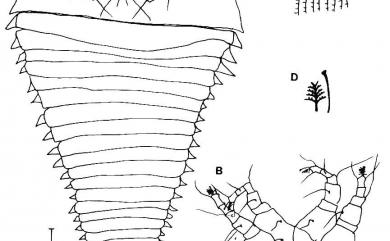 Hemiscolocenus iaculum Huang, 2001 魚叉半針空節蜱