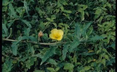 Oenothera laciniata 裂葉月見草