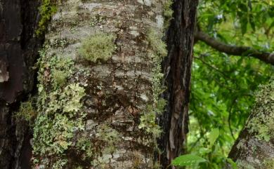 Prunus buergeriana Miq. 布氏稠李