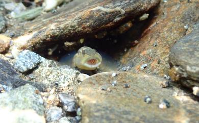 Rhinogobius gigas Aonuma & Chen, 1996 大吻鰕虎