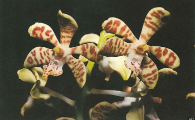 Trichoglottis luchuensis (Rolfe) Garay & H.R.Sweet 豹紋蘭