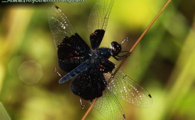 Rhyothemis triangularis Körby, 1889 三角蜻蜓