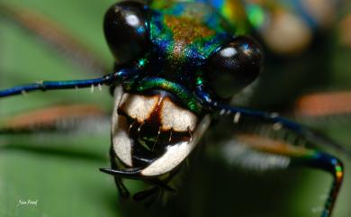 Cosmodela batesi (Fleutiaux, 1893) 臺灣八星虎甲蟲