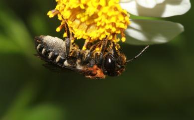 Megachilidae 切葉蜂科