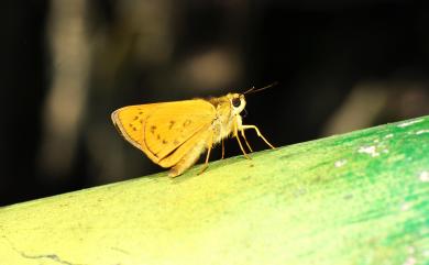 Potanthus confucius angustatus (Matsumura, 1910) 黃斑弄蝶