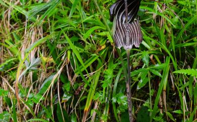 Arisaema consanguineum 長行天南星