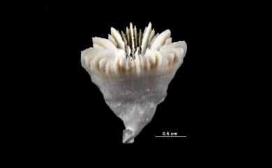 Caryophyllia scobinosa Alcock, 1902 史克比葵珊瑚