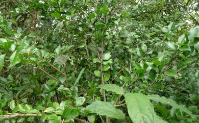 Ilex uraiensis Yamam. 烏來冬青