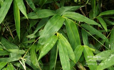 Dendrocalamus latiflorus Munro 麻竹