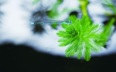 Pseudagrion microcephalum (Rambur, 1842) 瘦面細蟌